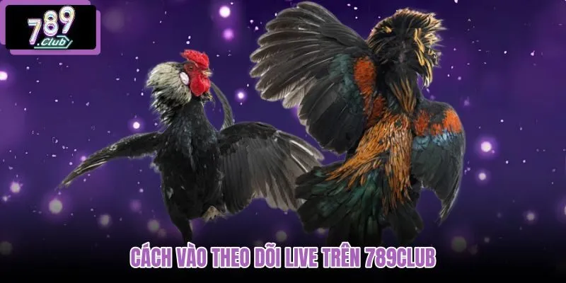 cach-vao-theo-doi-live-tren-789club cach-vao-theo-doi-live-tren-789club