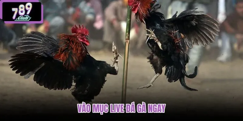 vao-muc-live-da-ga-ngay vao-muc-live-da-ga-ngay